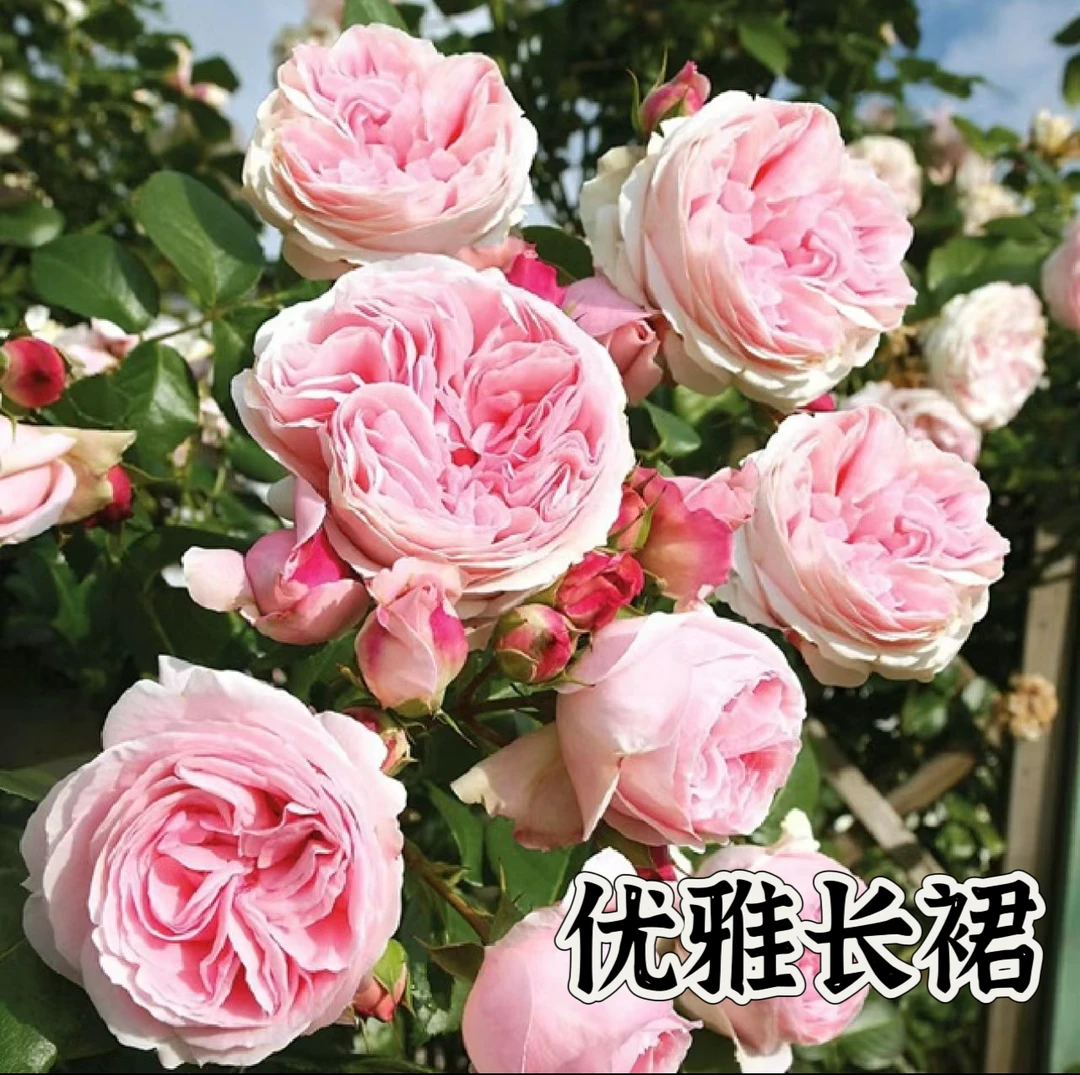 【优雅长裙】可儿茁时花园精选月季 根接精品露天苗清香勤花抗病