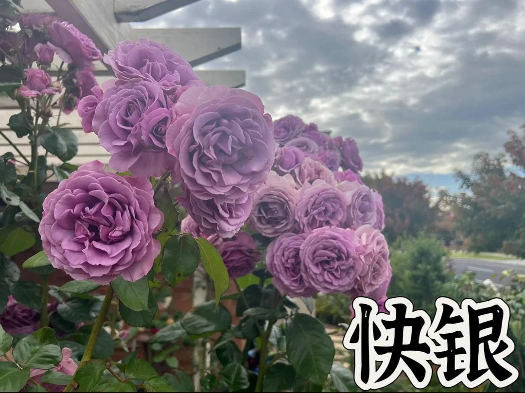 【快银】可儿茁时花园精选月季 根接精品露天苗藤本清香抗病耐热