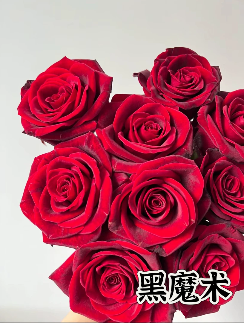 【黑魔术】可儿茁时花园精选月季根接精品苗 灌木 浓香 抗病 耐热
