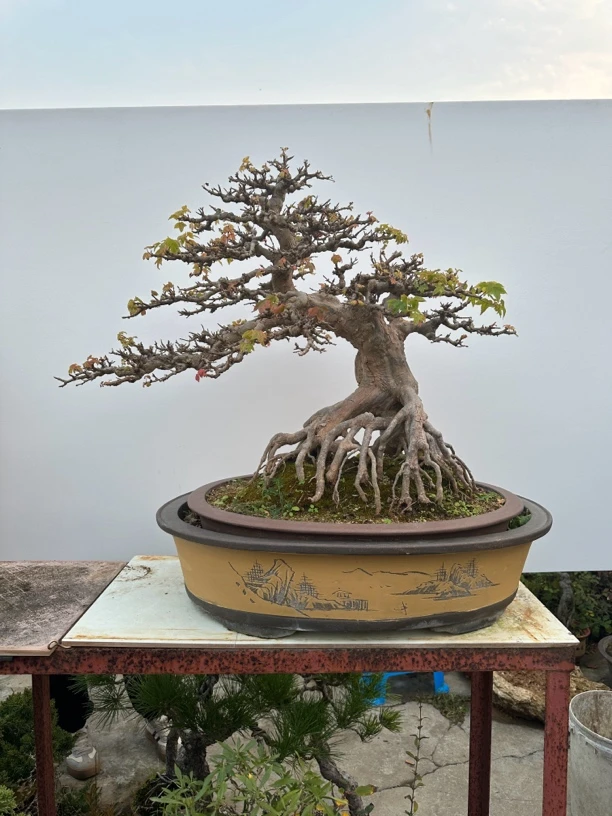 小叶榔榆雀梅火棘石榴黄杨枫树等等杂木盆景