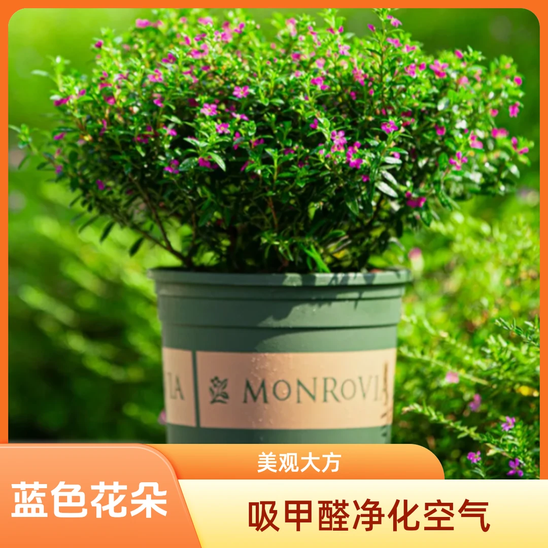 多年生满天星盆栽室外花园阳台四季花卉花园网红植物养护耐热耐寒
