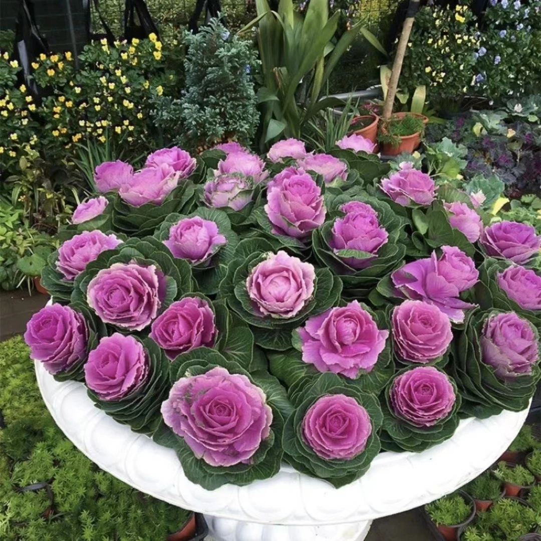 冬日玫瑰羽衣甘蓝花卉盆栽耐寒室内外好养好活庭院可食用