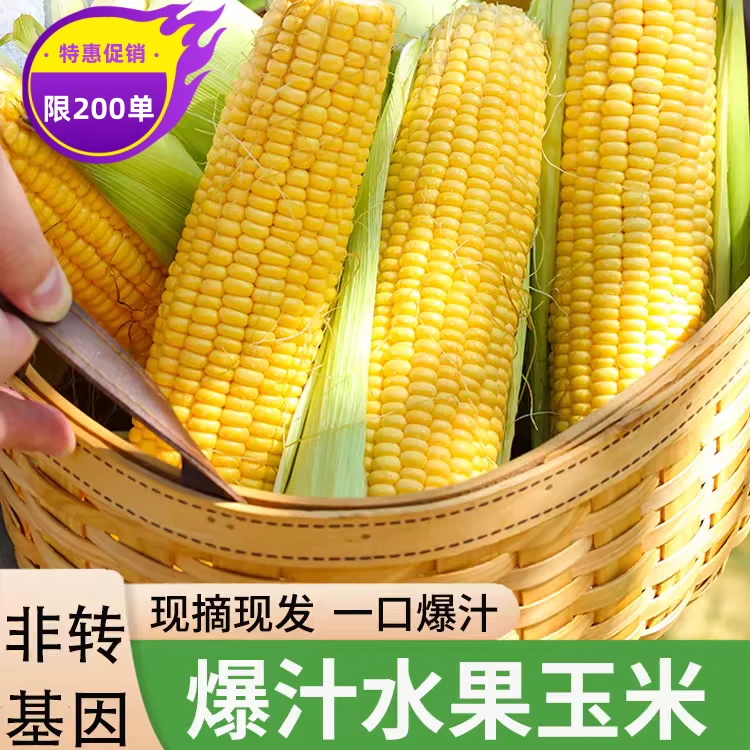 现摘现发云南金银双色水果玉米新鲜带壳可生吃爆浆甜嫩