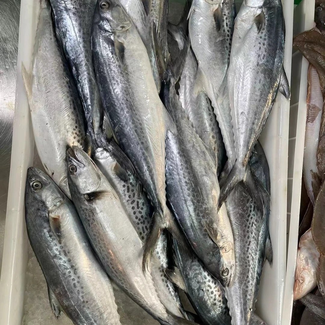 湛江本港野生白腹马鲛鱼 扁马鲛 一斤1条左右