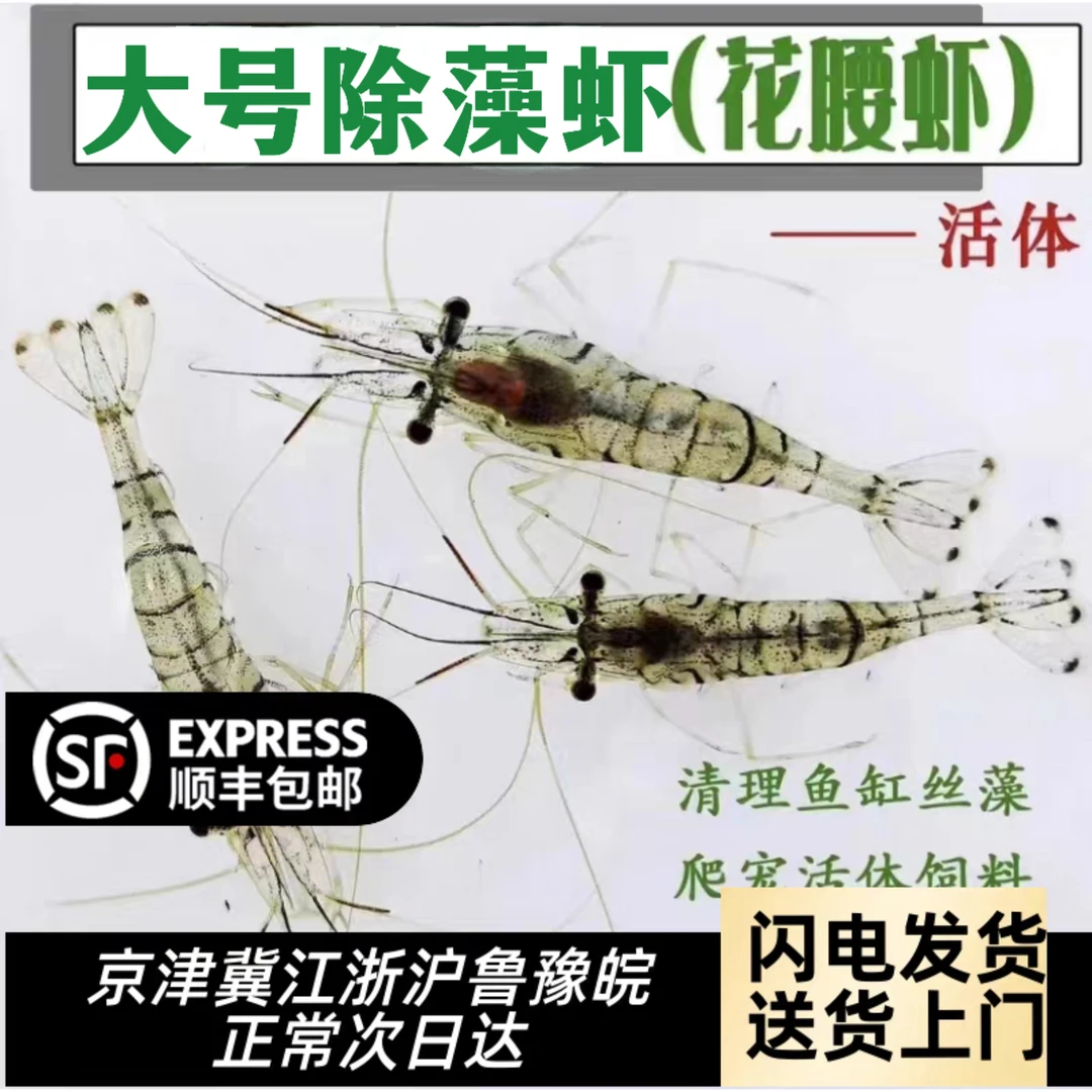 中华小长臂虾水族鱼缸除丝藻残渣鲜活观赏虾除藻工具虾大号花腰虾