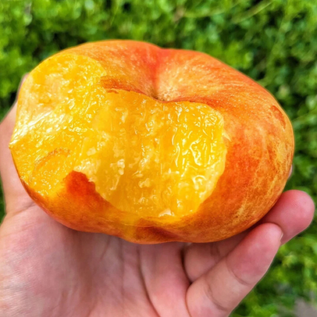 【兔兔专属】蒙阴香甜蟠桃彩虹蟠桃精选4斤皮薄多汁夏日尝鲜包赔