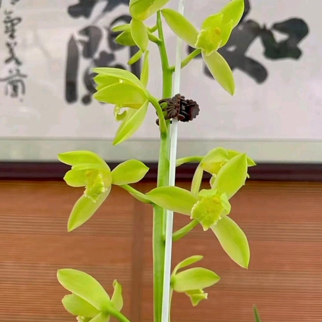 精品春兰蕙兰盆栽花卉兰花浓香兰草苗好养易活四季绿植物