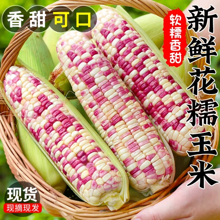 【9/斤新店福利】五彩花糯新鲜甜玉米棒现摘现发带皮苞谷饱满香甜