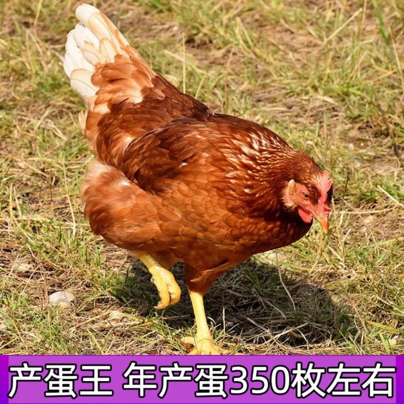 【2.6斤开产鸡】海蓝褐产蛋王母鸡