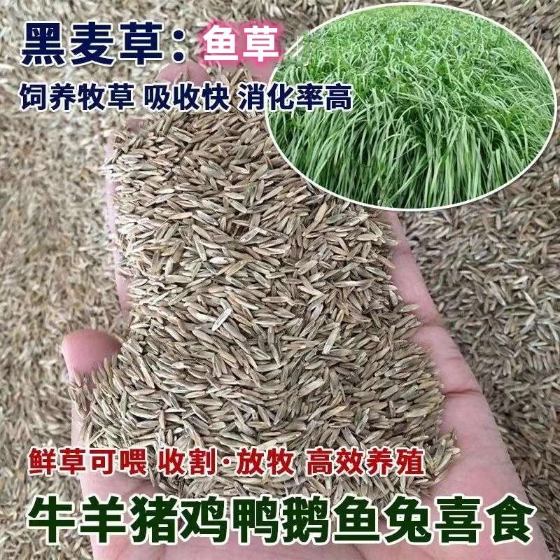 黑麦草种子 多年生再生四季牧草籽牛羊养殖猪兔等畜禽牧草鱼草籽