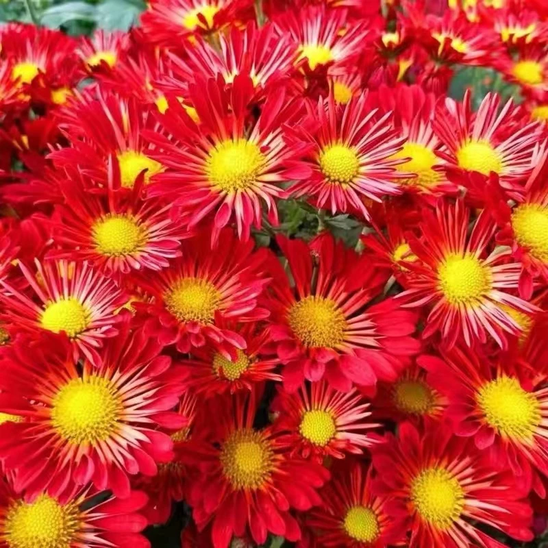 10.【口红】九月菊花耐寒耐热多年生好养