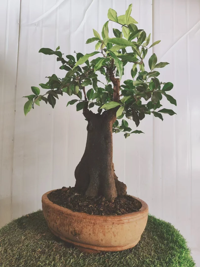 金弹子盆景素材直播链接