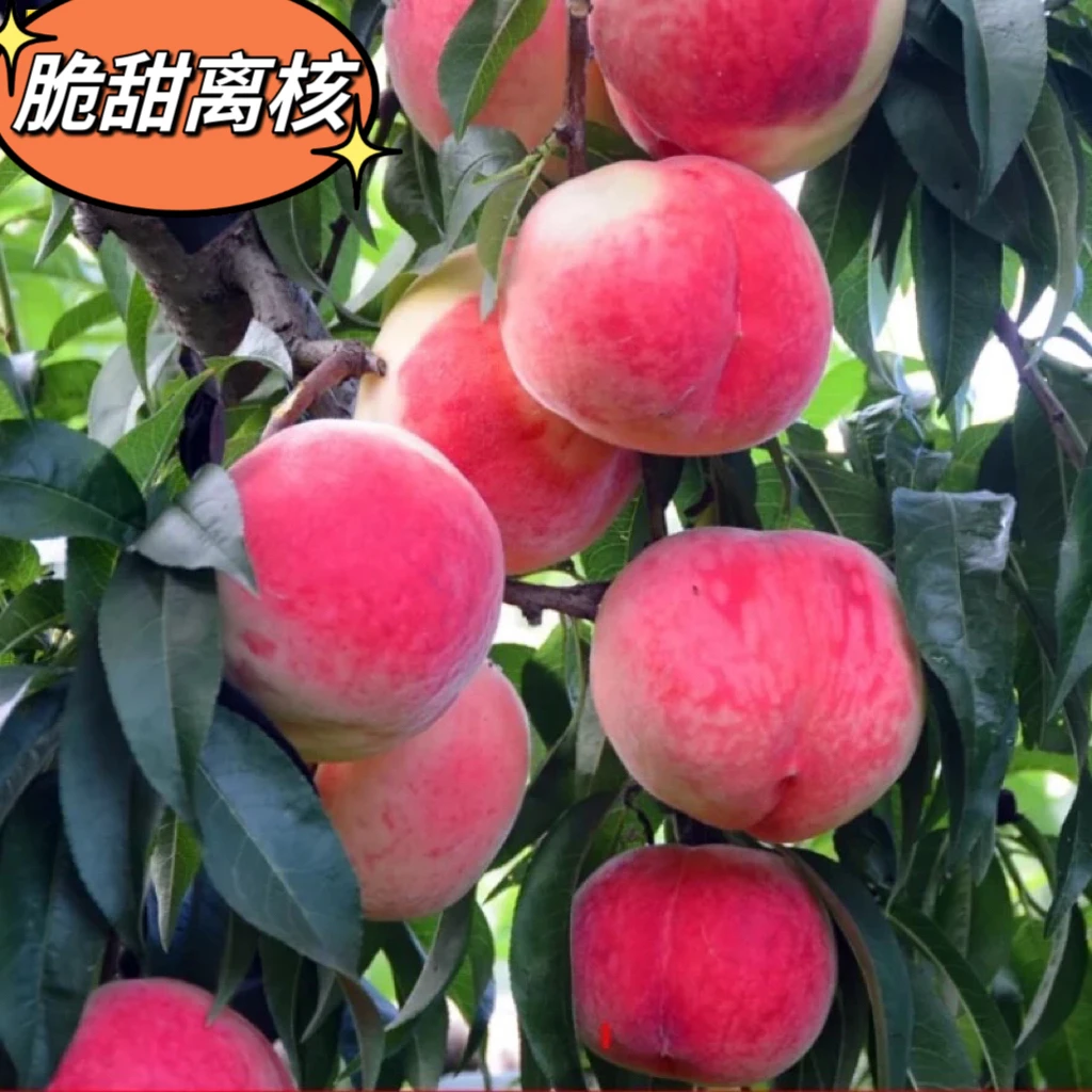 嫁接桃树苗血桃 黄桃 红桃 蟠桃结果盆栽地栽庭院阳台基地直发