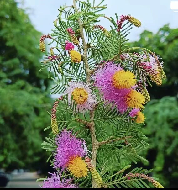 非洲公主耳环，公主耳环，豆科植物园艺株.