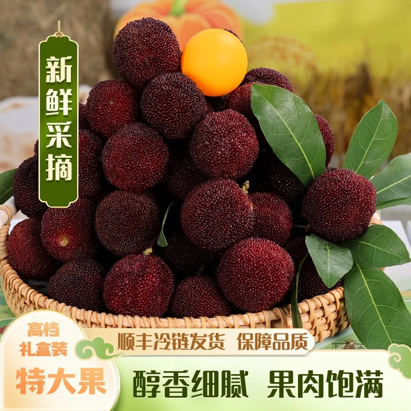 【特大果】东魁杨梅/现摘现发/顺丰冷运/单果克重25g-30g新鲜采摘