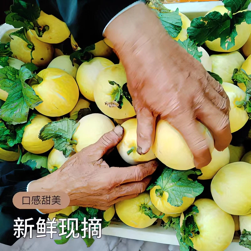 蜜罐甜瓜甜瓜自然成熟味道甜美小蜜蜂甜瓜新鲜香甜种植口感