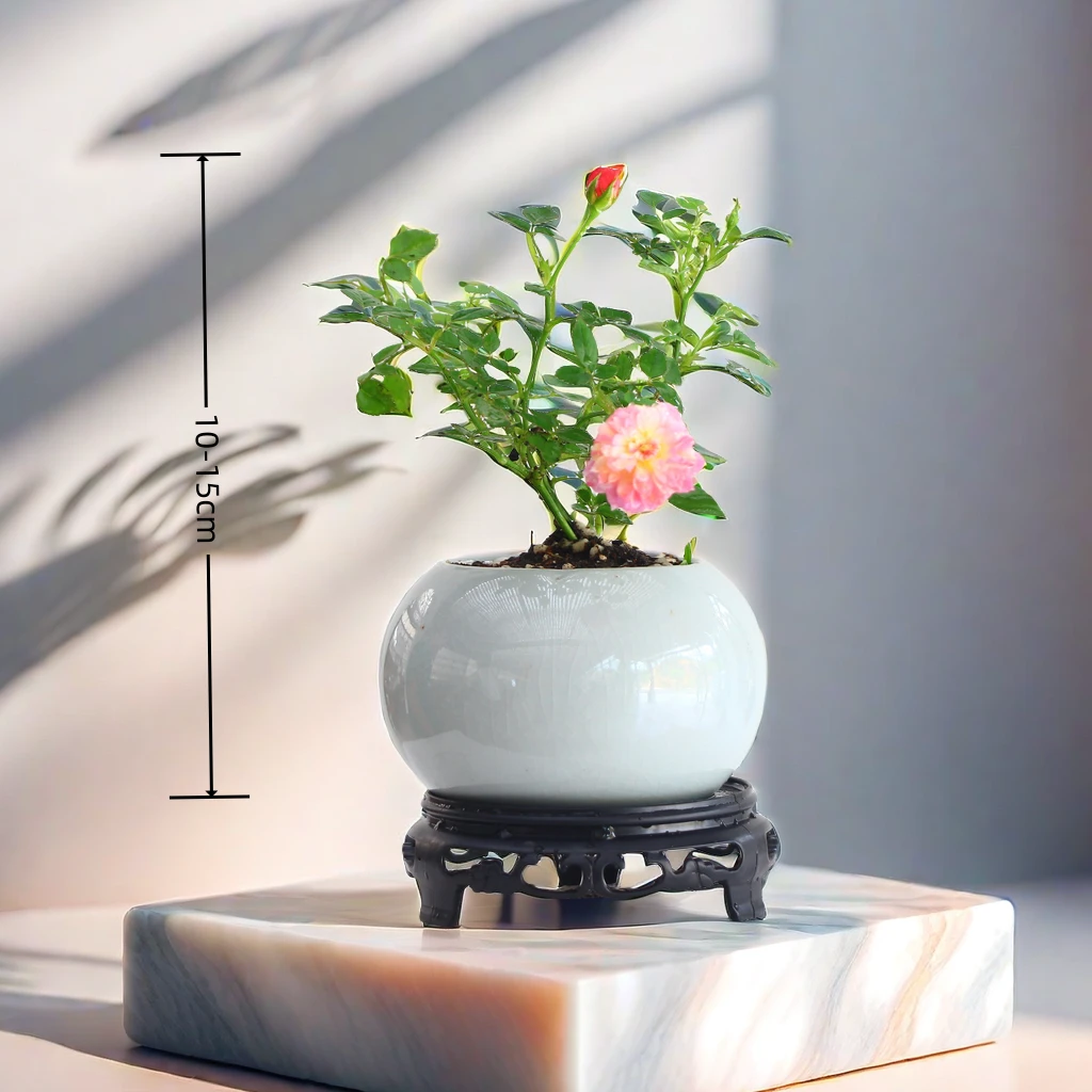 躲躲藏藏四季开花美好阳台室内新品盆栽绿植季节养护光照土壤生长