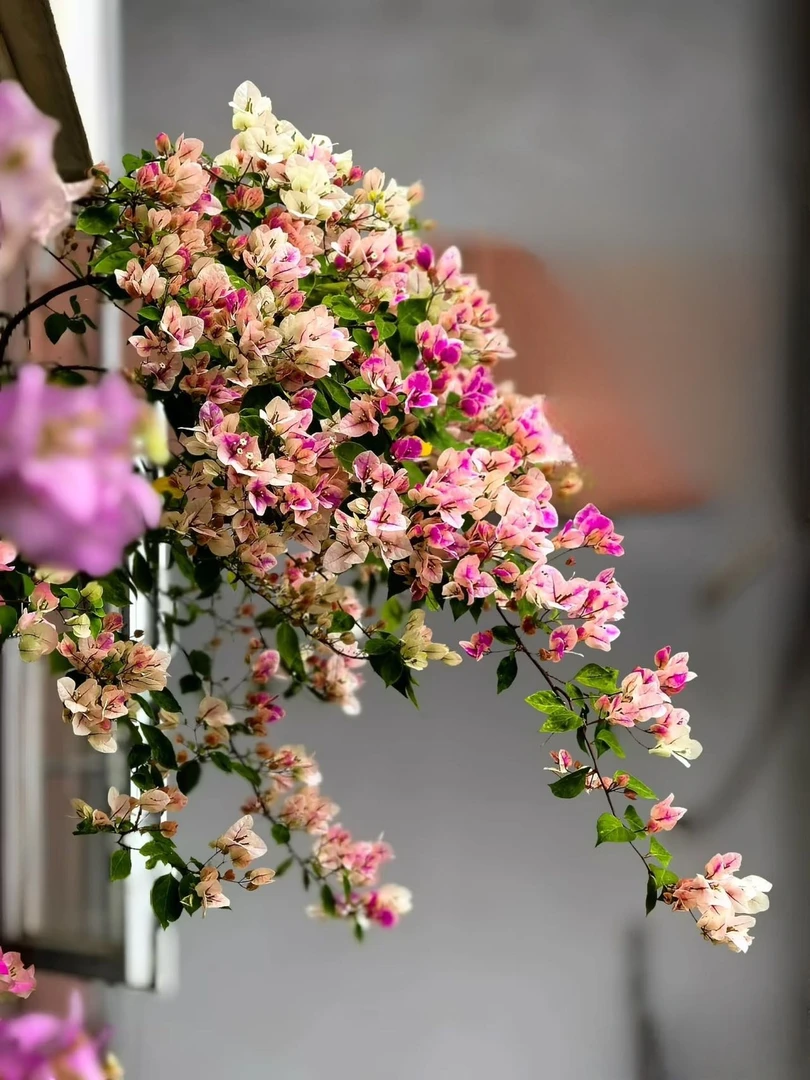 一物一拍（备）三角梅老桩室内阳台开花盆栽四季好养爬藤花卉绿植