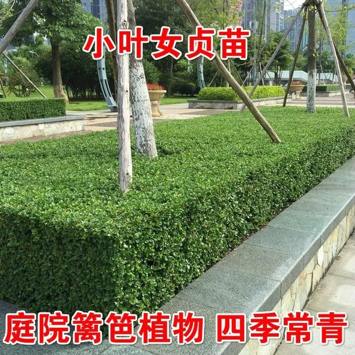 小叶女贞树苗金叶女贞苗常绿植物庭院绿篱围墙篱笆小区绿化苗木
