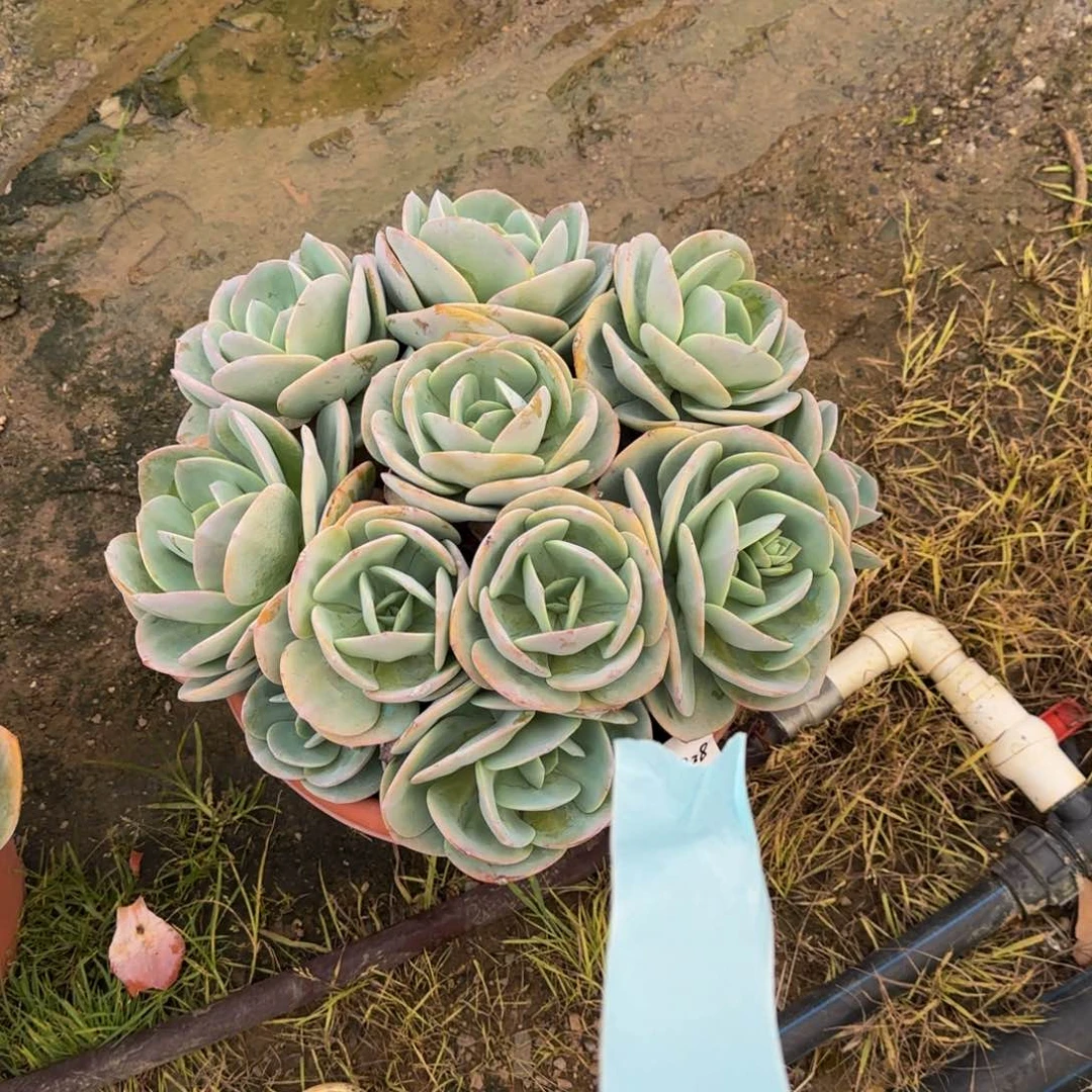 胡*81728 圆叶凤物流