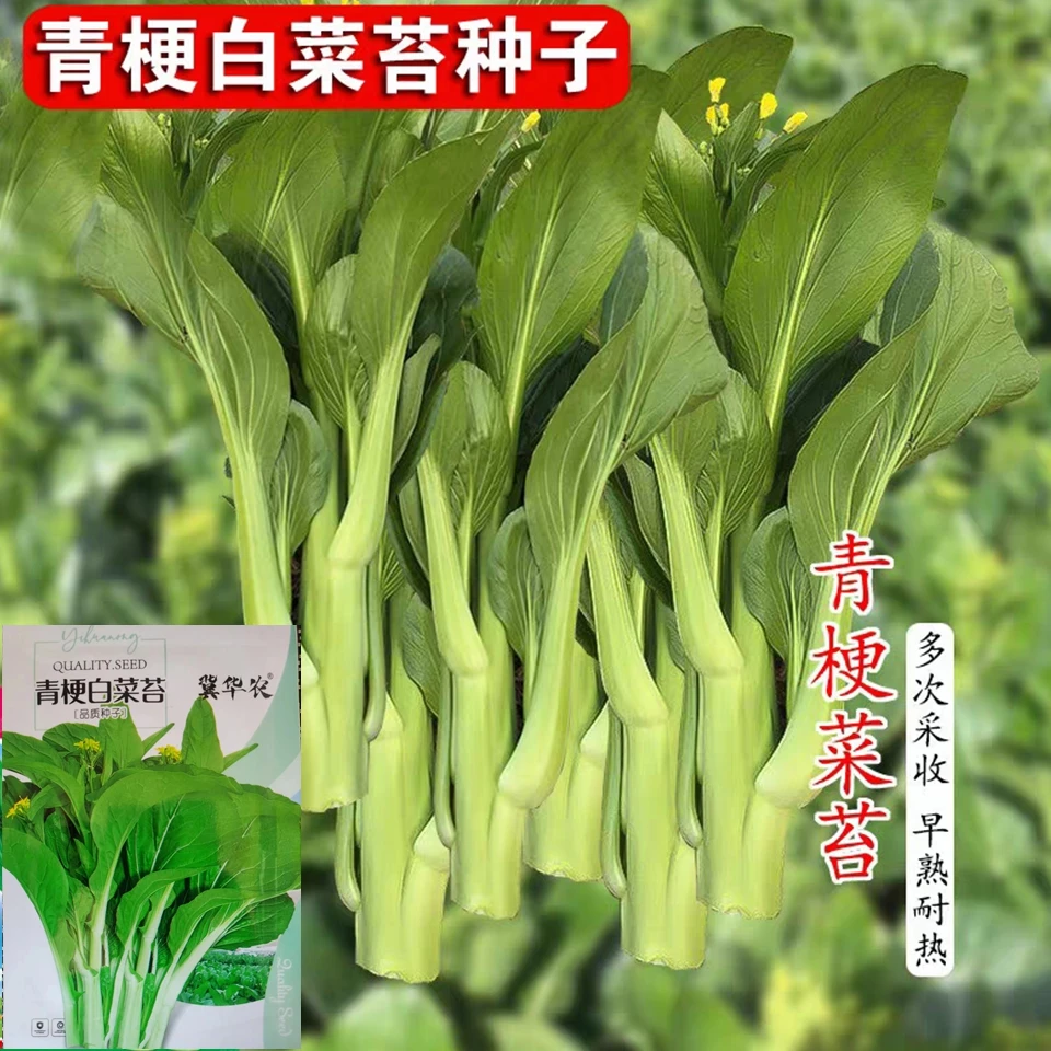 四季早熟白菜苔种子冻不死蔬菜种子正宗白菜苔家庭室内四季菜种子
