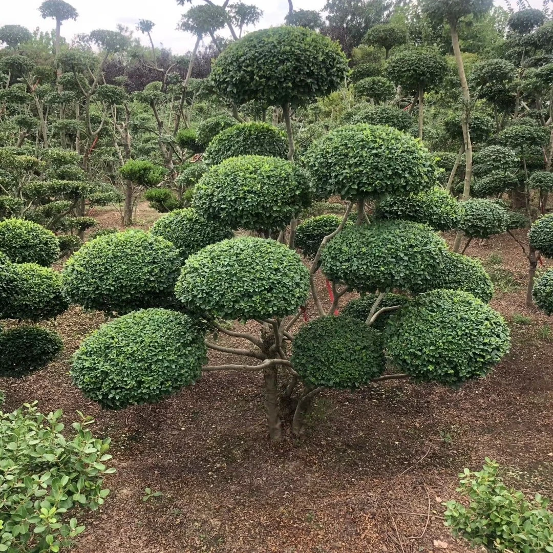 四季常青地景造型盆栽盆景别墅庭院造型一物一拍