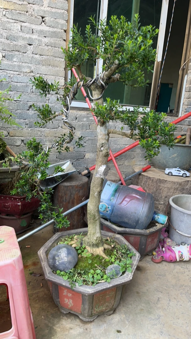 广东英德小叶雀舌黄杨，附石盆景