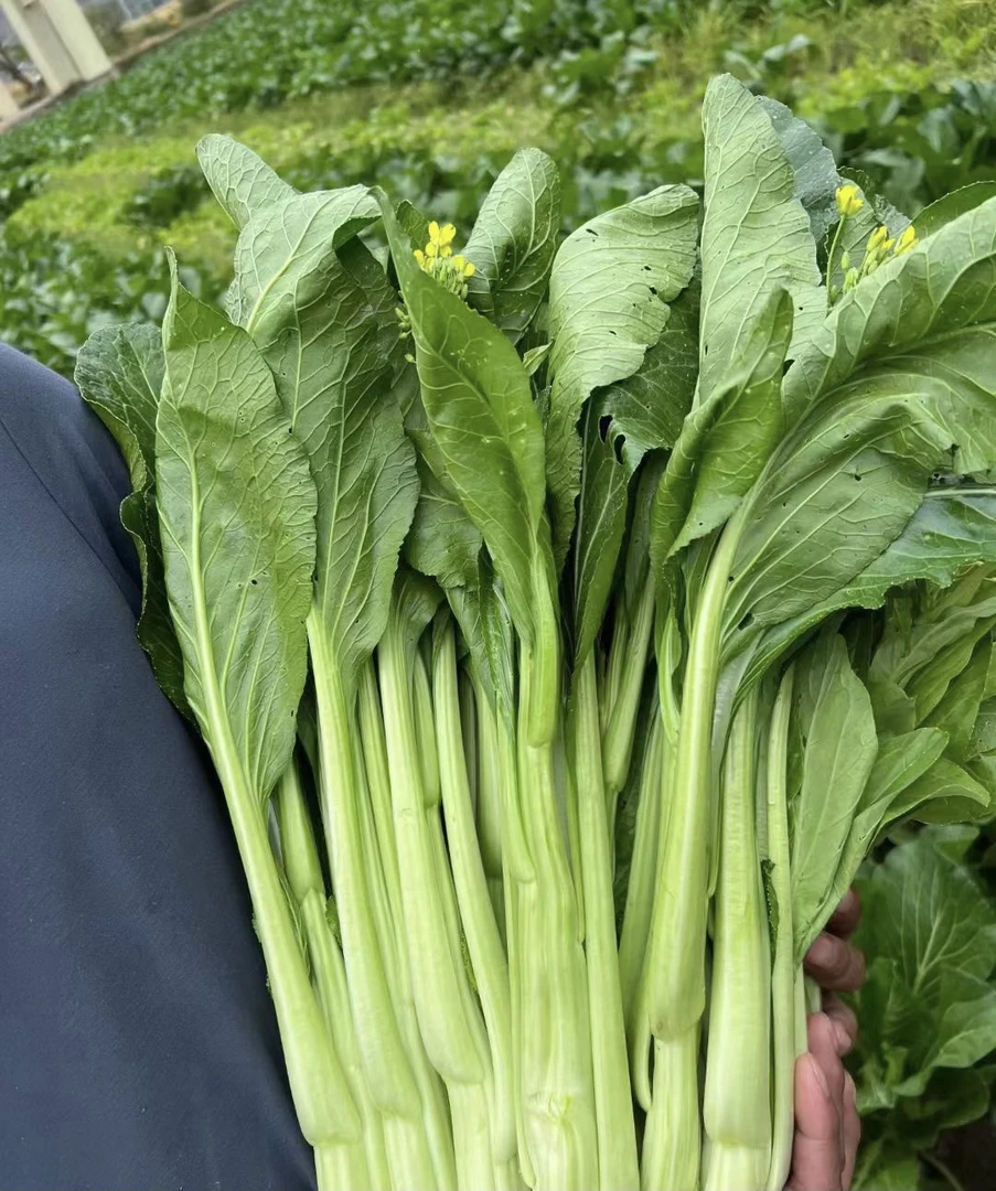连州菜心正品广东菜心原装四季种植甜菜心菜苔蔬菜种子阳台盆栽种