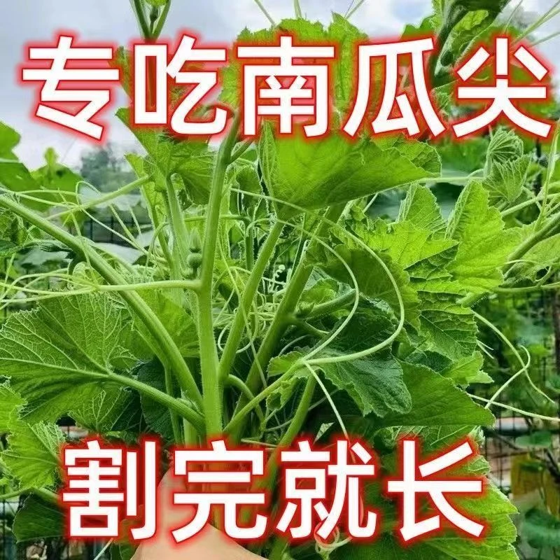 专吃南瓜藤种子春秋季播种南瓜苗菜种子专吃南瓜尖茎嫩叶瓜果种子