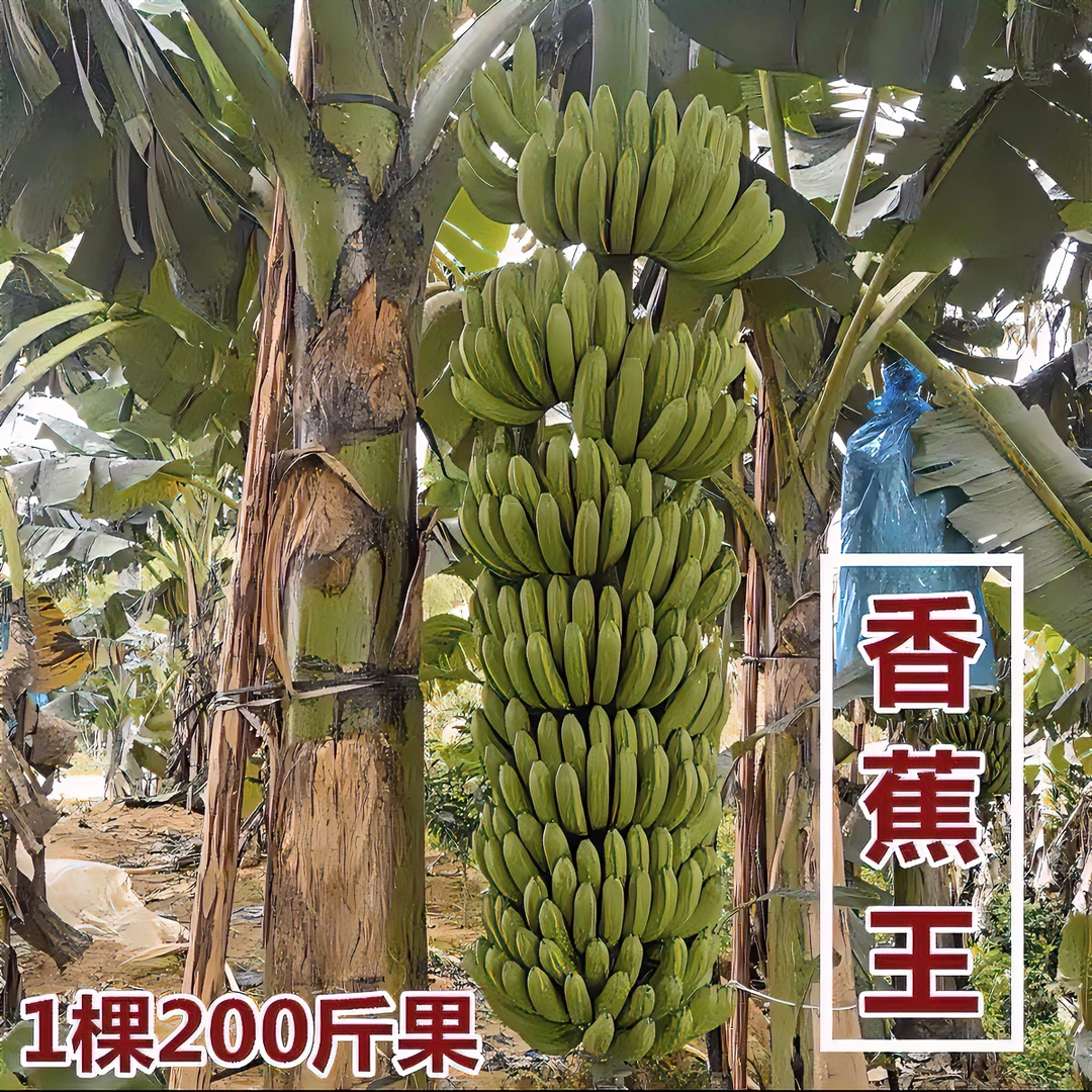 广西正宗香蕉苗香蕉树果树产量王矮化香蕉苗结果带土发货包邮盆栽