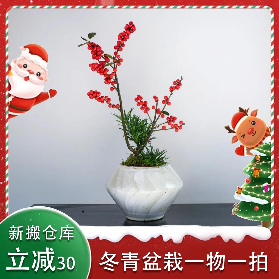 北美冬青《一物一拍》发财果 耐寒耐热 室内庭院 年宵喜庆 高端盆栽