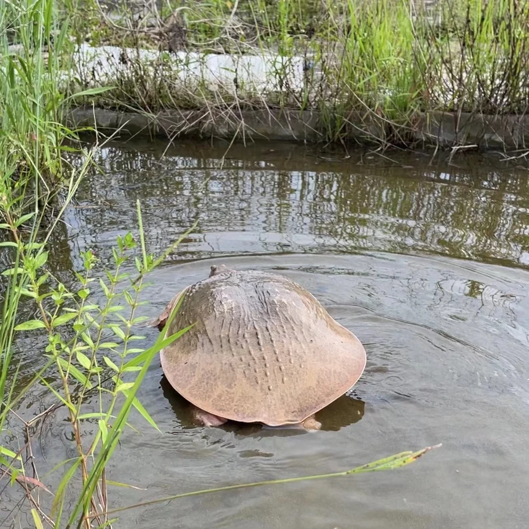 甲鱼 10斤 山坑放养大甲鱼 老鳖 生鲜活体顺丰发货 煲汤红烧甲鱼