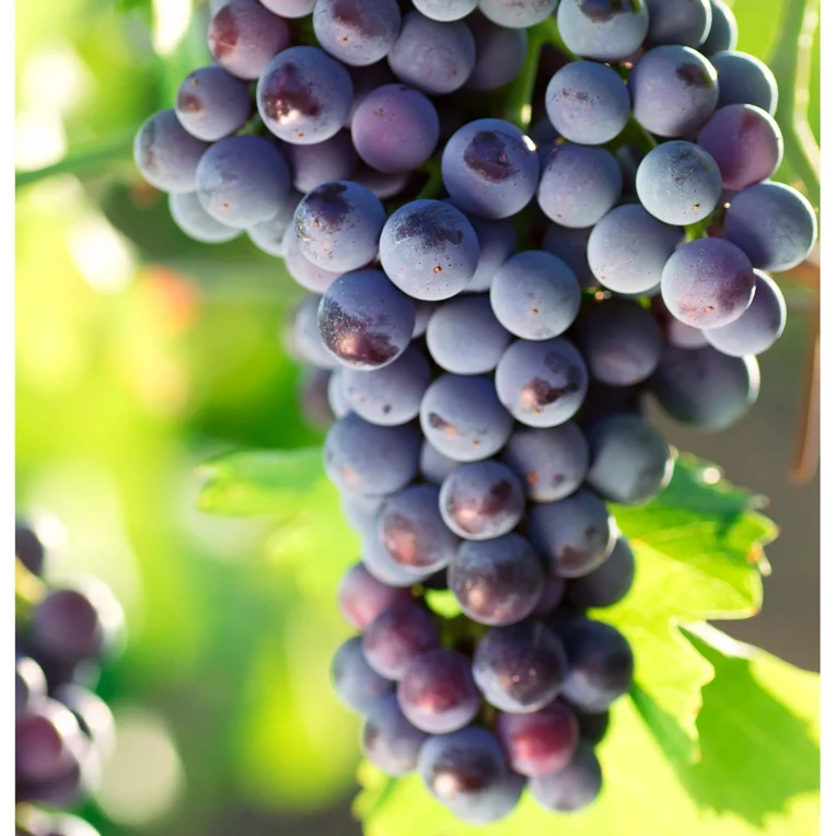 小院阳台花园盆栽地栽 阳光玫瑰 巨峰 绿宝石