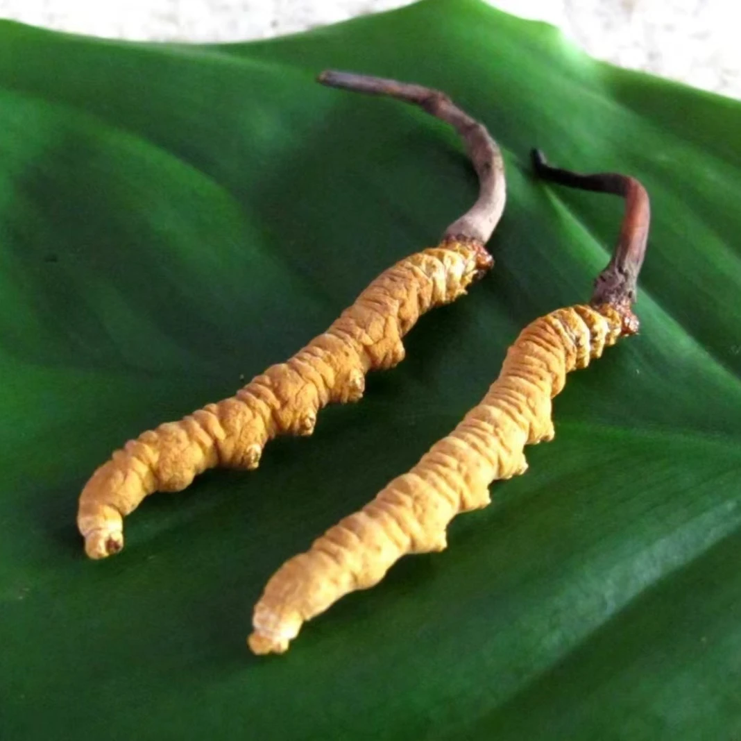 2025新鲜冬虫夏草 断草 品质饱满食用