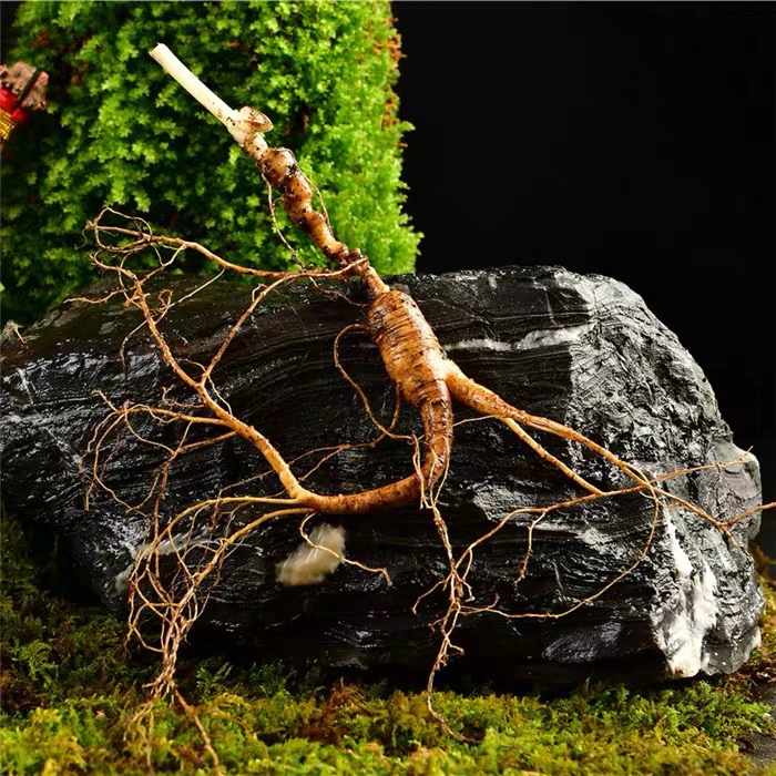 （4）林下参长白山鲜参改价链接