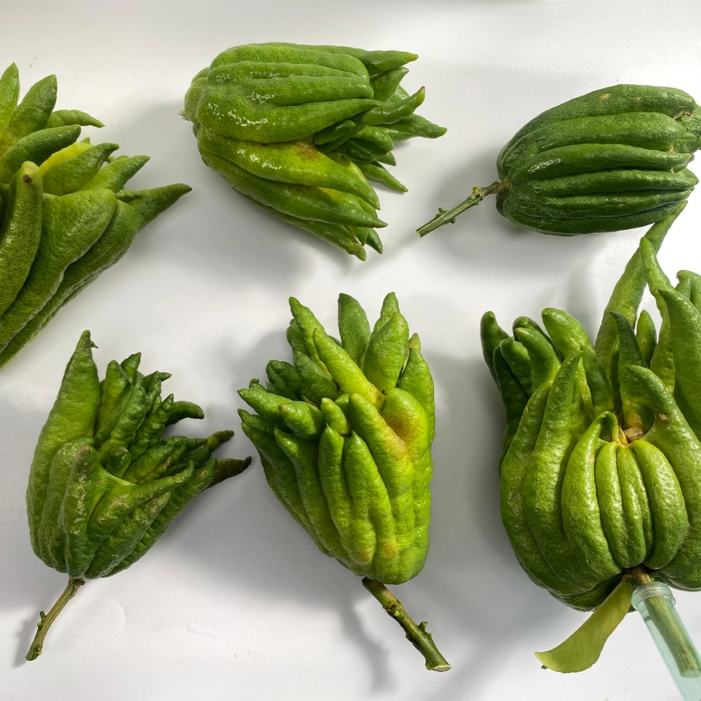 瑕疵果佛手柑 有疤痕 无破损  鲜切果   天然香薰   云南鲜花