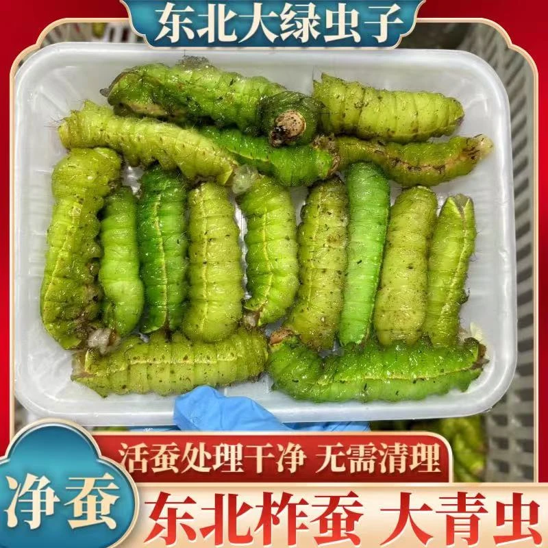 东北柞蚕新鲜壳里大蚕青蚕肉厚蚕宝宝鲜活处理已净蚕速冻