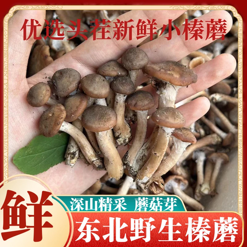 新鲜榛蘑长白山新鲜现采榛蘑芽小榛蘑丁小鸡炖蘑菇非腌渍非冷冻
