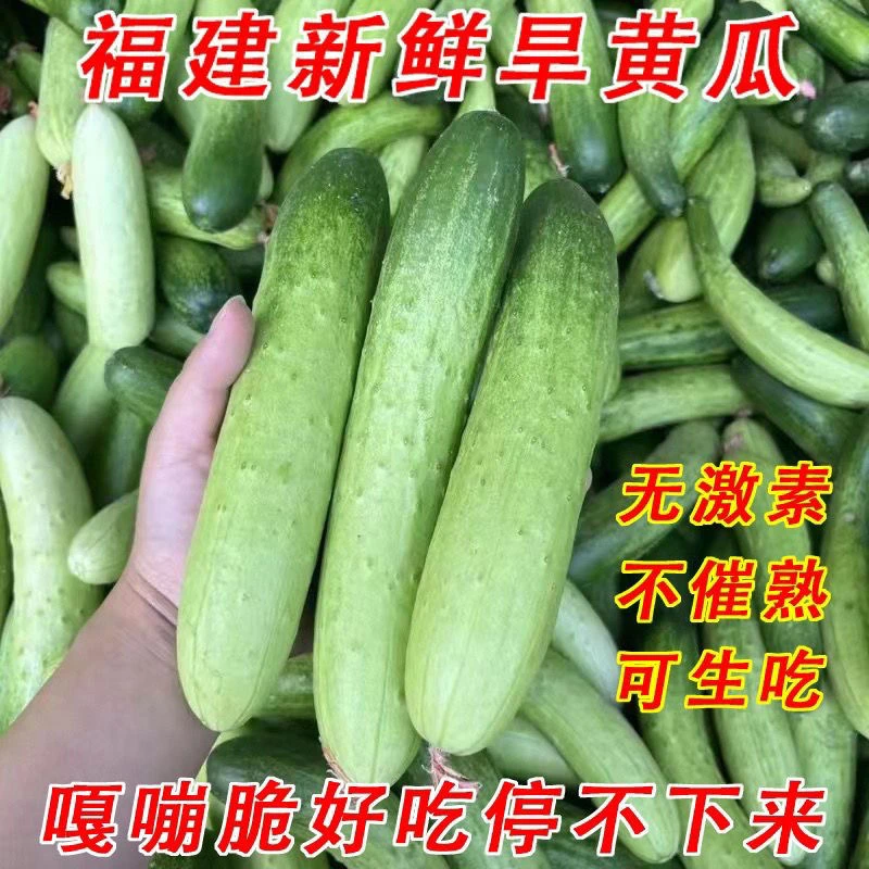 现摘福建旱黄瓜青瓜可生吃好吃清脆可口当季蔬菜新鲜蔬菜