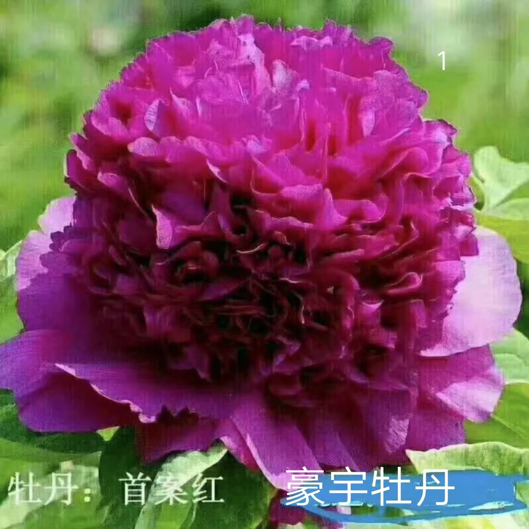 首案红牡丹（先发肥料秋季发苗阿水大杯茶）鲜花花卉植物