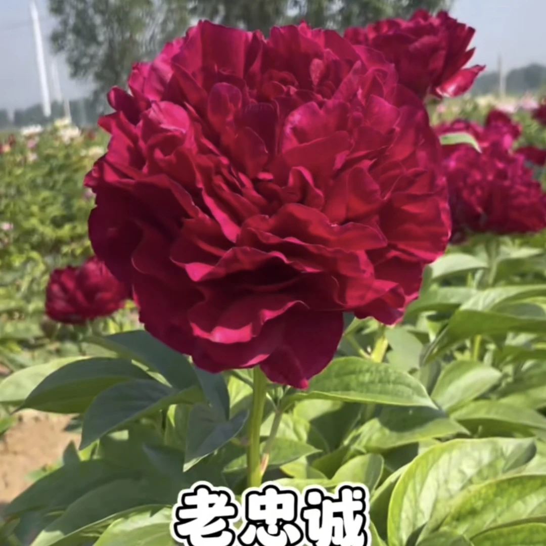 老忠诚芍药(先发肥料秋季发苗)