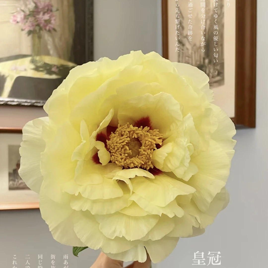 皇冠牡丹（先发肥料秋季发苗）正宗