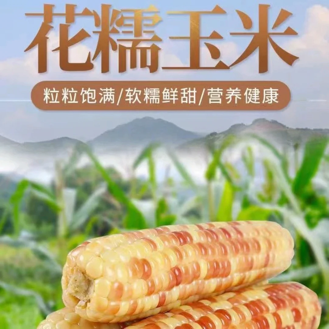 【试吃1根】10根正宗东北黑土地花糯糯玉米真空包装精品5斤
