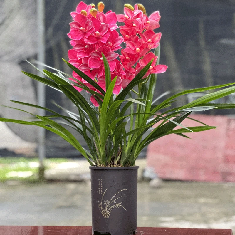墨兰 红粉西施 兰花 10苗-15苗 带多花芽苞