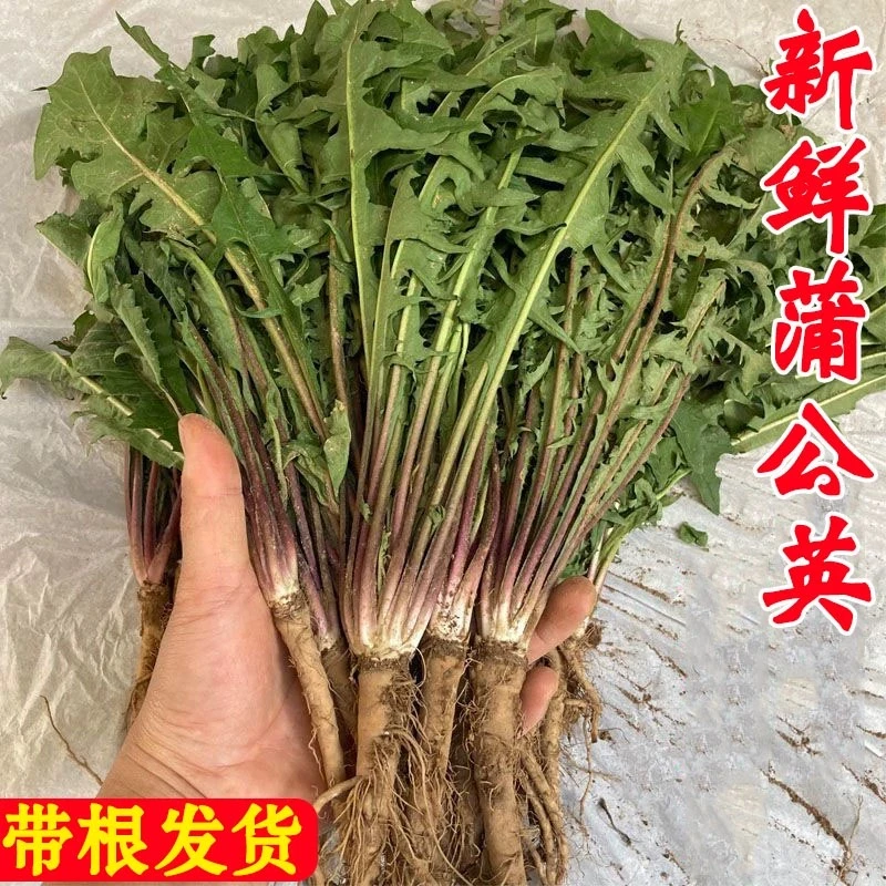 新鲜野生现挖蒲公英菜包邮鲜野菜带整根陕西婆婆丁草嫩叶食用