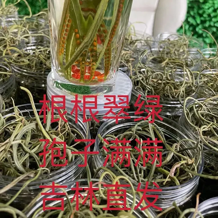 长白山黄金草茶 嗷嗷 经草茶 手工精选孢子多 男士泡茶煮水