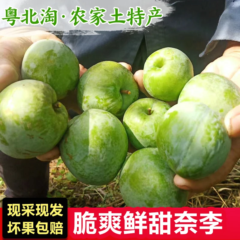 新鲜黄金奈李大果现摘现发粤北高山孕妇水果奈李乐昌九峰恐龙蛋