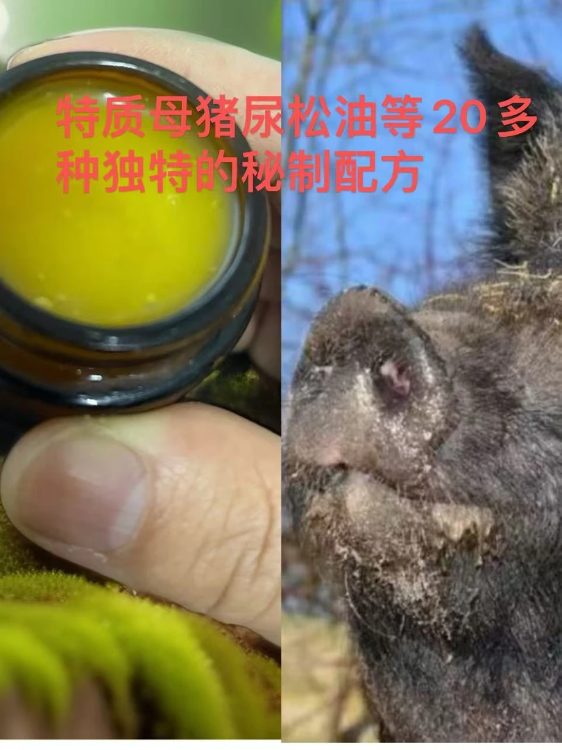 《千里诱猪油》母猪尿松油草本秘制配方3公里闻着味就来猪不丢