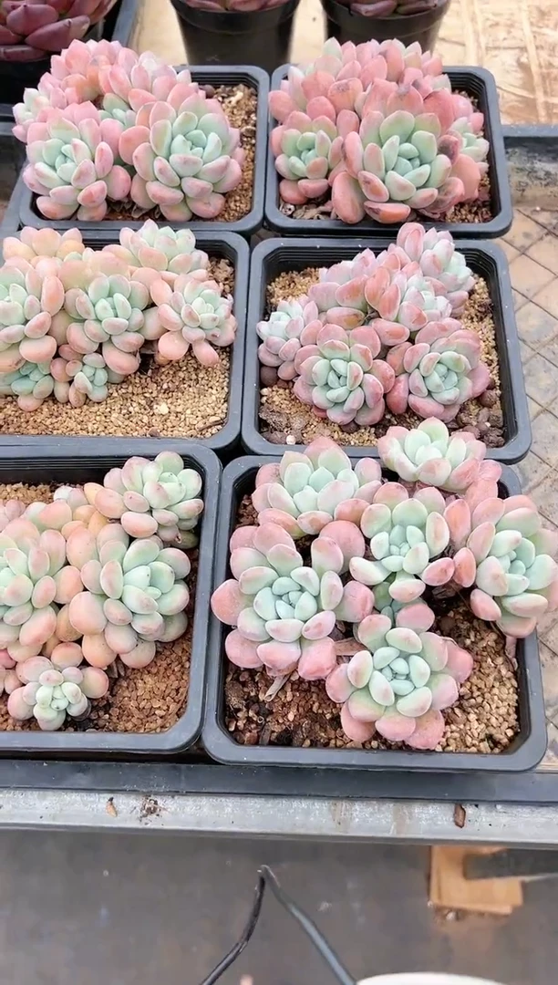 【闪购商品】白鹭多肉