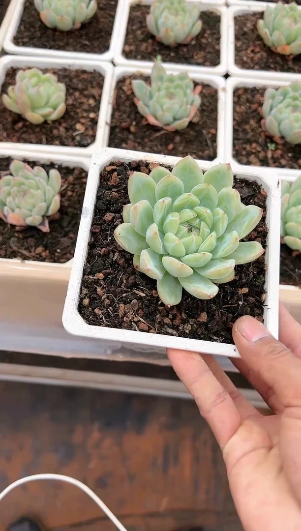 【闪购商品】雪花珍妮（可单挑）